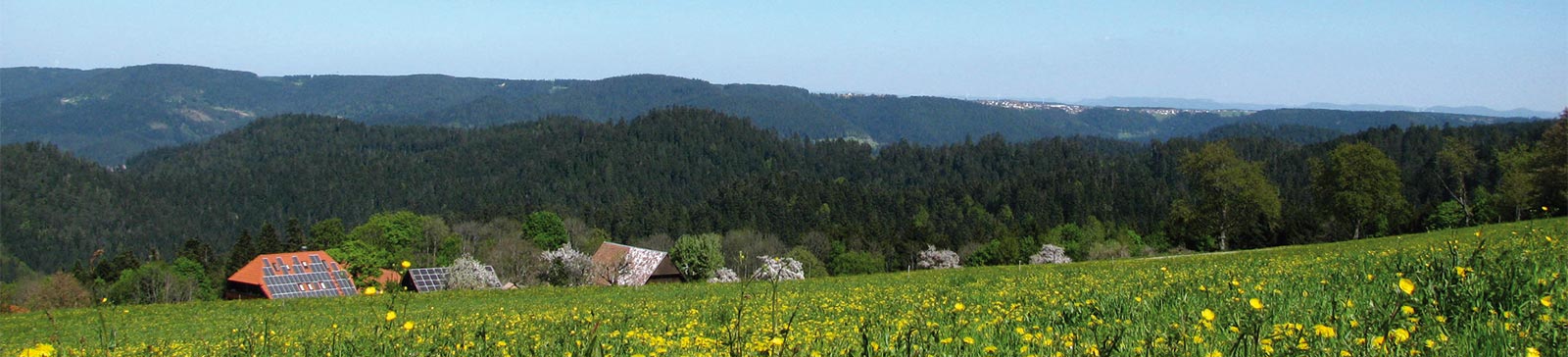 Schwarzwaldpanorama, Ausblick über den ganzen Simonshof, Wiese mit gelben Blumen im Vordergrung