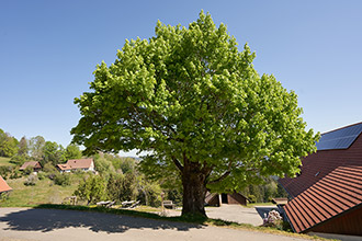 Willkommen im Schwarzwald