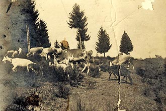 Tiere auf der Weide