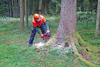 Naturnahe Waldwirtschaft