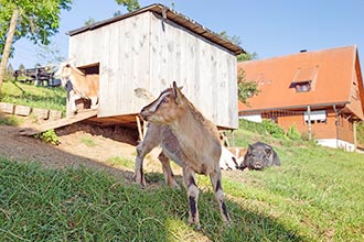 Unsere neugierigen Ziegen