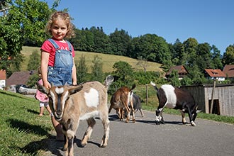 Unsere neugierigen Ziegen