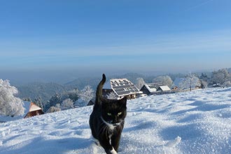 Neugierig sind die Katzen stets auch mit dabei