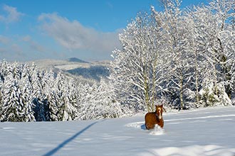 Einfach toll, so durch den Schnee zu traben