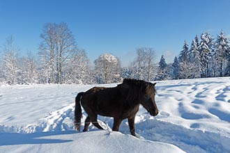 Auch unsere Tiere genießen den Winter